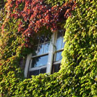 Ivy Covered Building