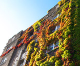 Ivy Covered Building