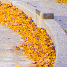 Autumn Tree